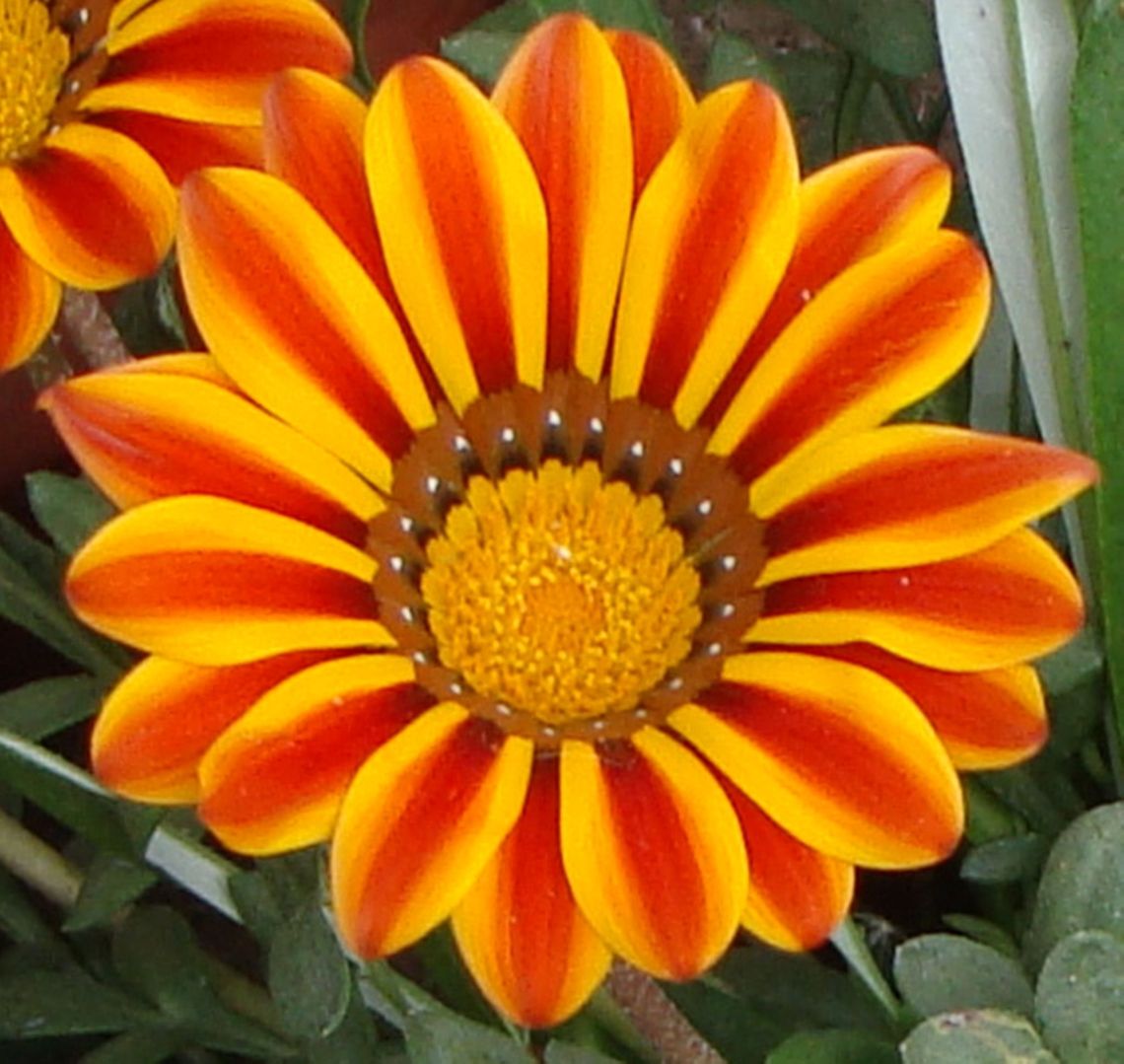 Flower  Gazania rigens,Geotagged,India