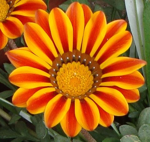 Flower  Gazania rigens,Geotagged,India