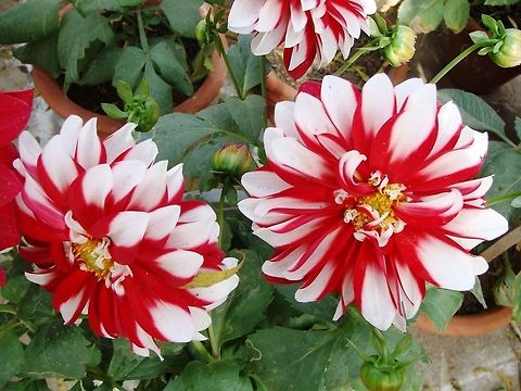 Flower  Dahlia x hortensis Guillaumin,Geotagged,India