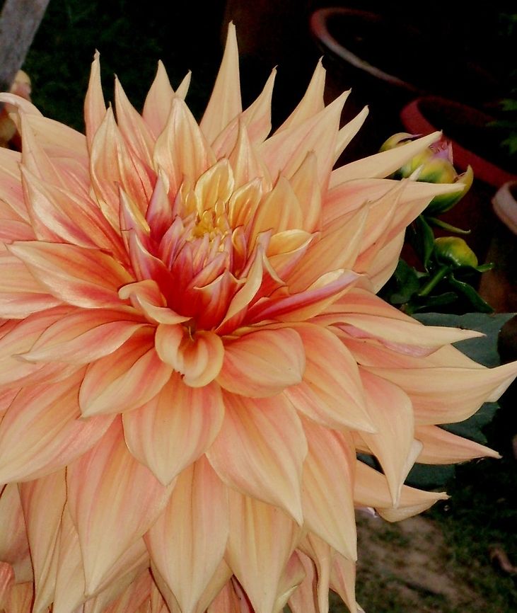 Flower  Dahlia x hortensis Guillaumin,Geotagged,India