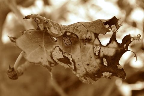 Dead leaf  Butea monosperma,Geotagged,India