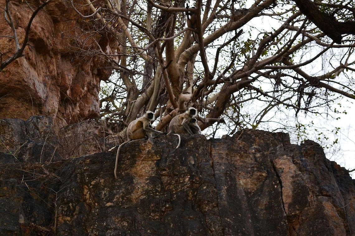 Monkey family  Geotagged,India