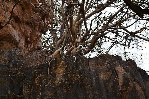 Monkey family  Geotagged,India