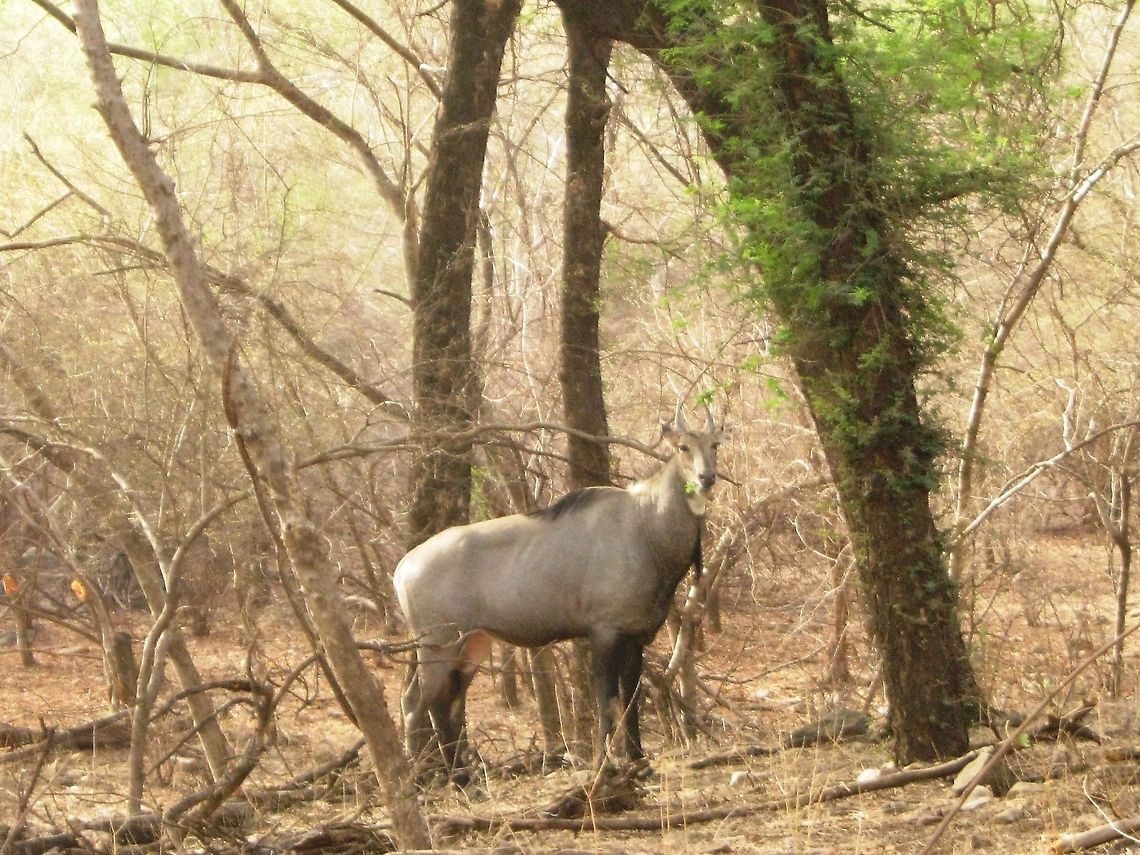 Nilgai  Boselaphus tragocamelus,Geotagged,India,Nilgai