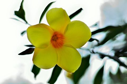 Yellow Flower  Allamanda cathartica,Geotagged,Golden Trumpet,India