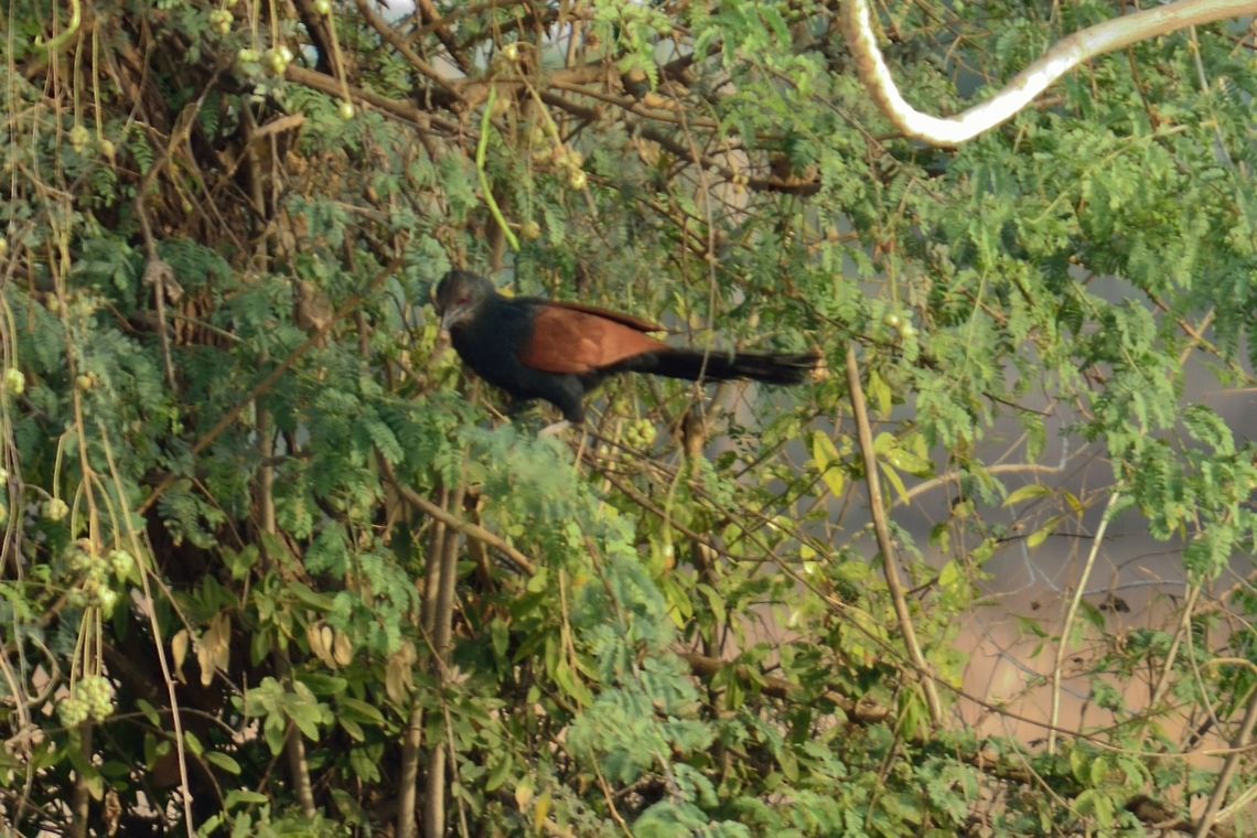 Greater Coucal  Centropus sinensis,Geotagged,Greater Coucal,India