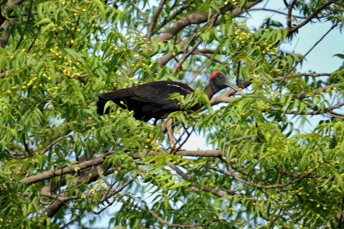 Big bird on tree  Geotagged,India,Pseudibis papillosa,Red-naped Ibis