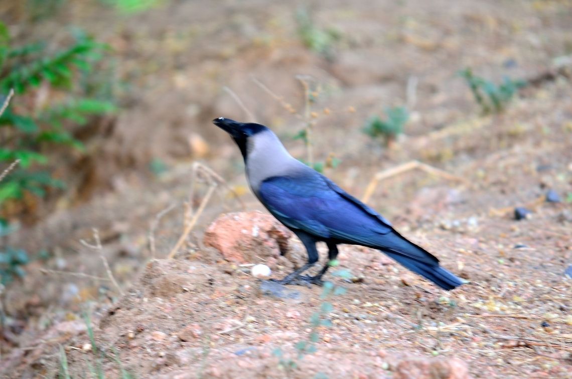 House Crow  Corvus splendens,Geotagged,House Crow,India
