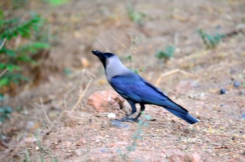 House Crow  Corvus splendens,Geotagged,House Crow,India