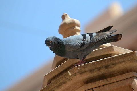 Rock Dove  Columba livia,Rock Dove