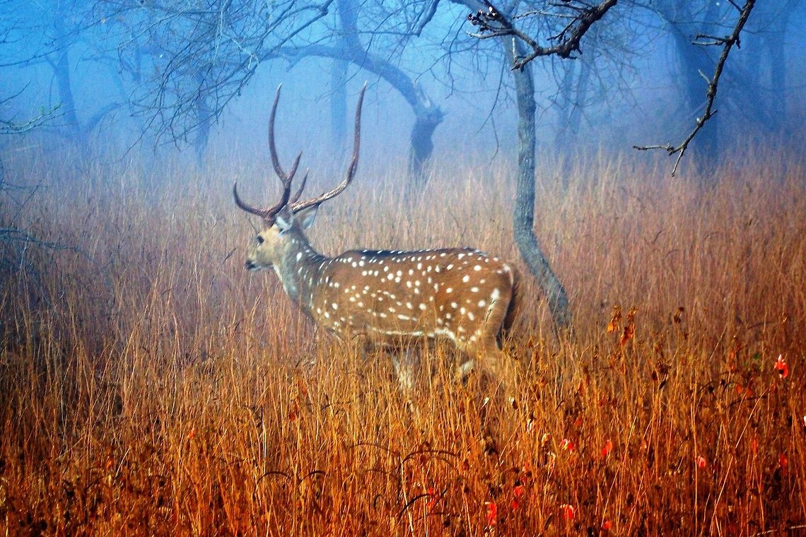 Chital  Axis axis,Chital,Geotagged,India