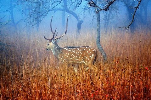 Chital  Axis axis,Chital,Geotagged,India