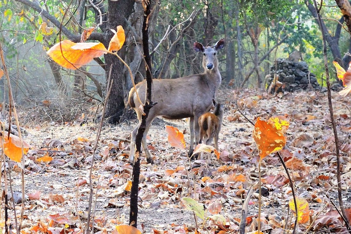 Sambar female with fawn  Rusa unicolor,Sambar