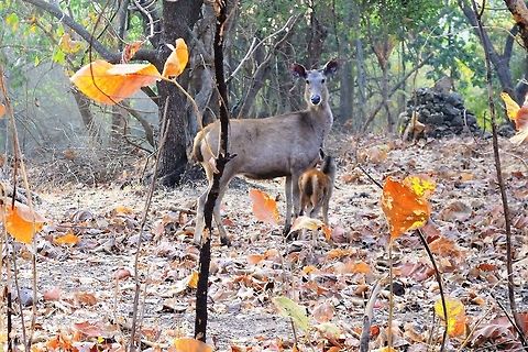 Sambar female with fawn  Rusa unicolor,Sambar