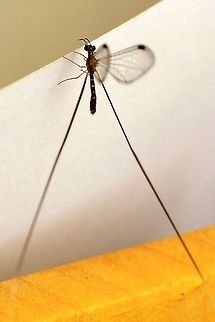 dragon  Geotagged,India