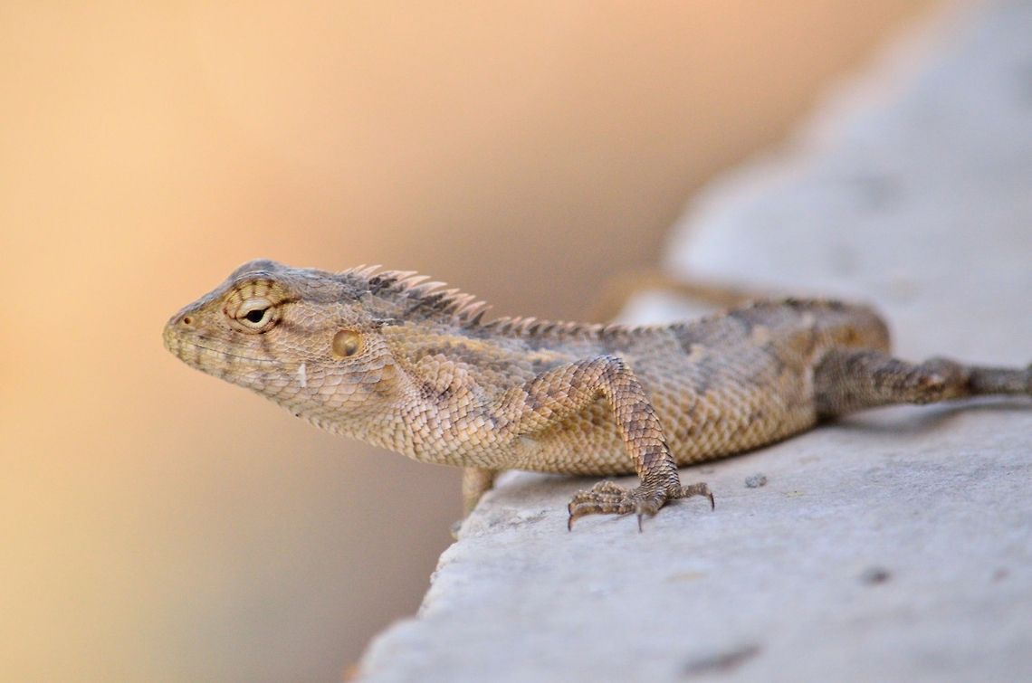 Oriental Garden Lizard  Calotes versicolor,Geotagged,India,Oriental Garden Lizard