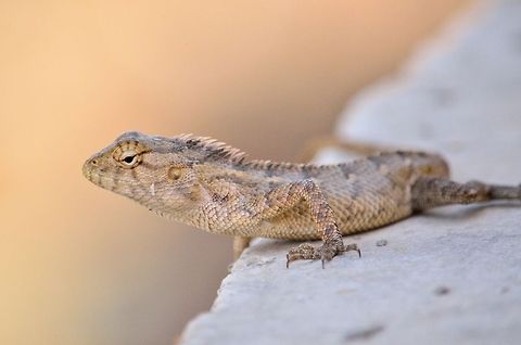 Oriental Garden Lizard  Calotes versicolor,Geotagged,India,Oriental Garden Lizard
