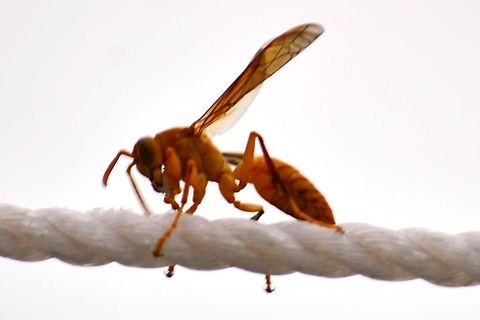Plastic Eater  Geotagged,India