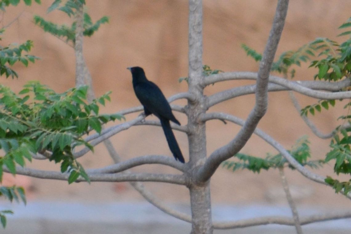 Male asian koel  Asian Koel,Eudynamys scolopaceus,Geotagged,India