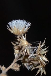 Something beautiful  Geotagged,India