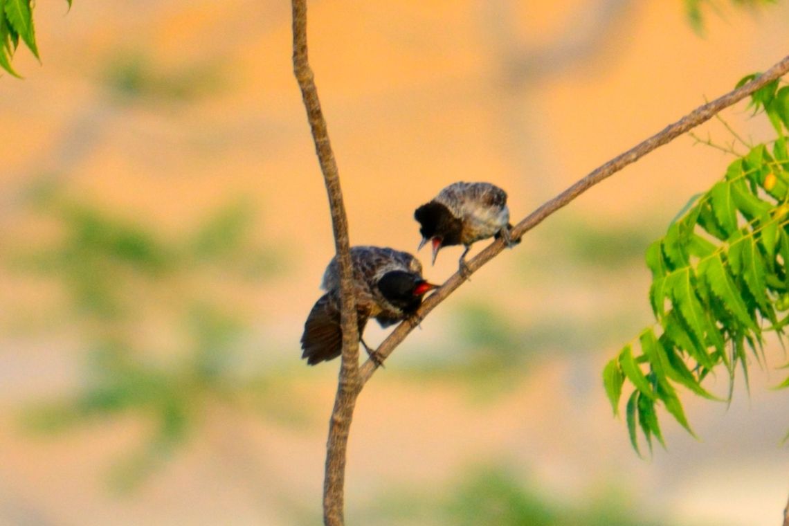 Angry birds  Pycnonotus cafer,Red-vented Bulbul