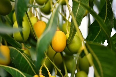 Neem Fruits  Azadirachta indica,Neem