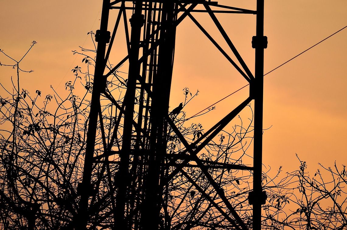 cuckoo calling  Asian Koel,Eudynamys scolopaceus,Geotagged,India