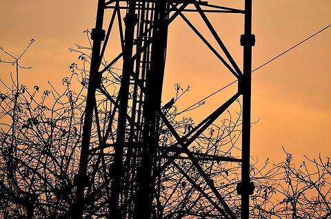 cuckoo calling  Asian Koel,Eudynamys scolopaceus,Geotagged,India