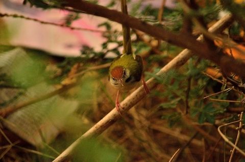 Common tailorbird of india  Common Tailorbird,Geotagged,India,Orthotomus sutorius