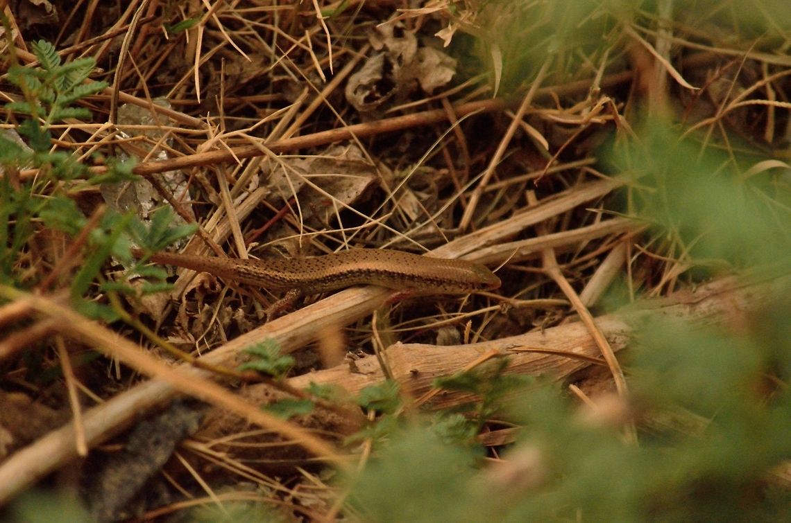 East Indian Brown Mabuya  East Indian Brown Mabuya,Eutropis multifasciata,Geotagged,India
