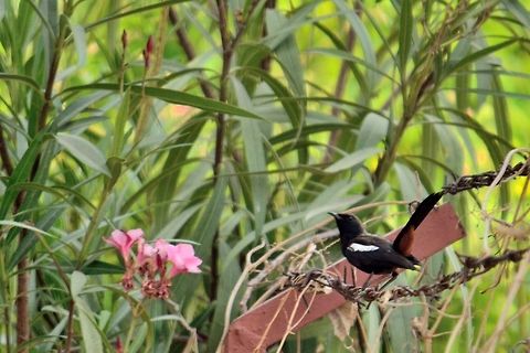 Beautiful bird  Indian Robin,Saxicoloides fulicatus