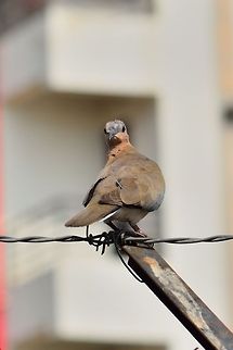 Laughing dove  Geotagged,India,Laughing Dove,Spilopelia senegalensis