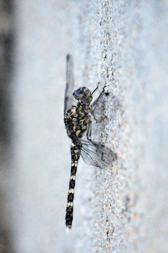 Bradinopyga geminata  Bradinopyga geminata,Geotagged,Granite ghost,India