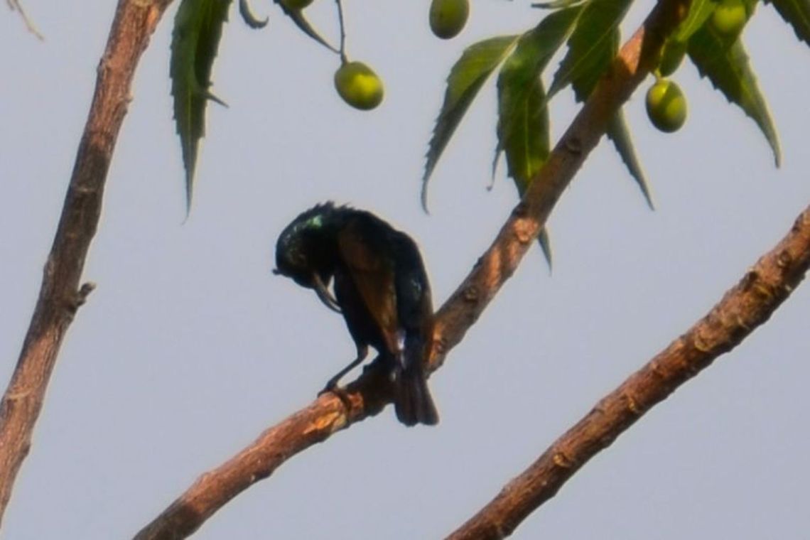 Lotens sunbird  Cinnyris lotenius,Geotagged,India,Lotens Sunbird