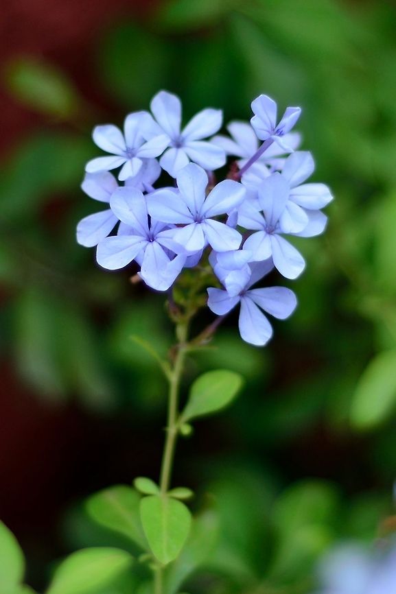 blue plumbago  Cape leadwort,Geotagged,India,Plumbago auriculata