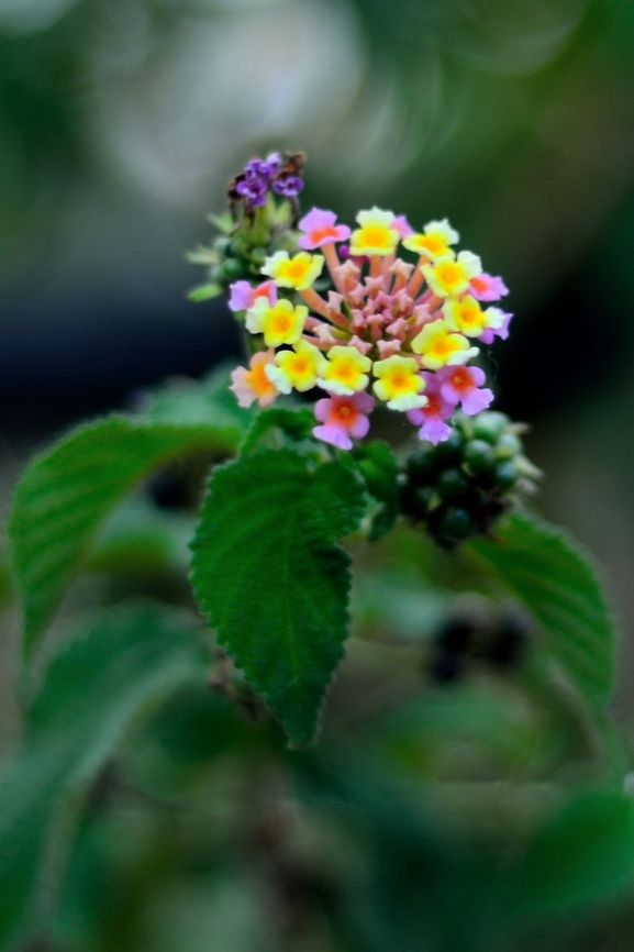 Spanish Flag  Geotagged,India,Lantana camara,Spanish Flag