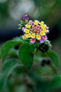 Spanish Flag  Geotagged,India,Lantana camara,Spanish Flag