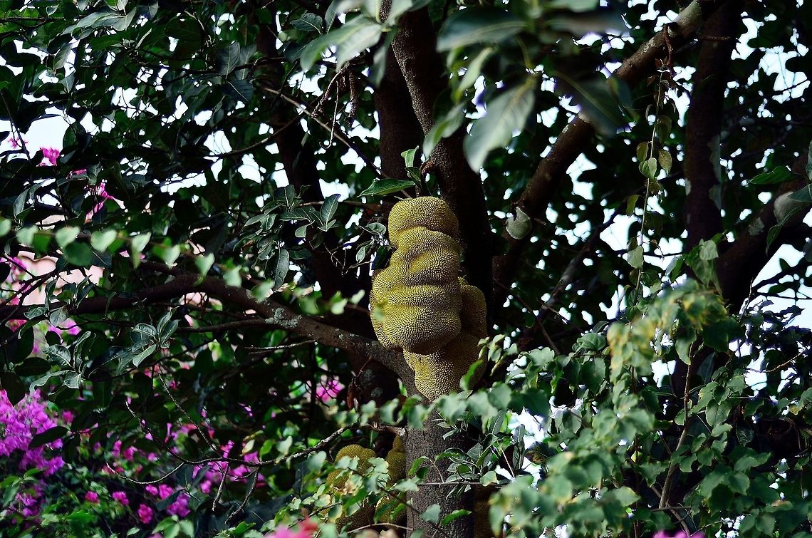 Jack Fruit  Artocarpus heterophyllus,Geotagged,India,Jackfruit