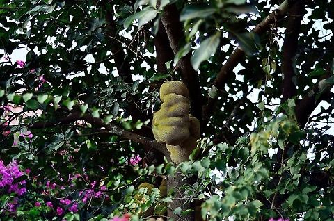 Jack Fruit  Artocarpus heterophyllus,Geotagged,India,Jackfruit
