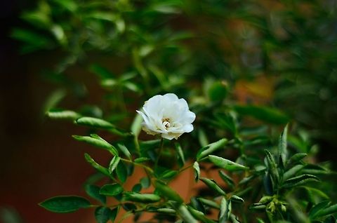 White rose  Geotagged,India