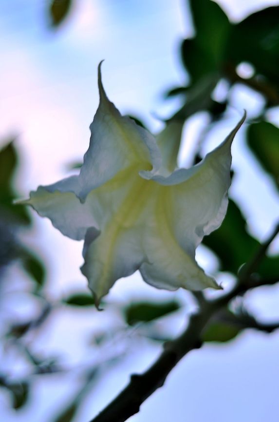 Datura Flower  Datura inoxia,Geotagged,India