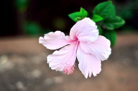 Pink hibiscus  Chinese hibiscus,Geotagged,Hibiscus rosa-sinensis,India