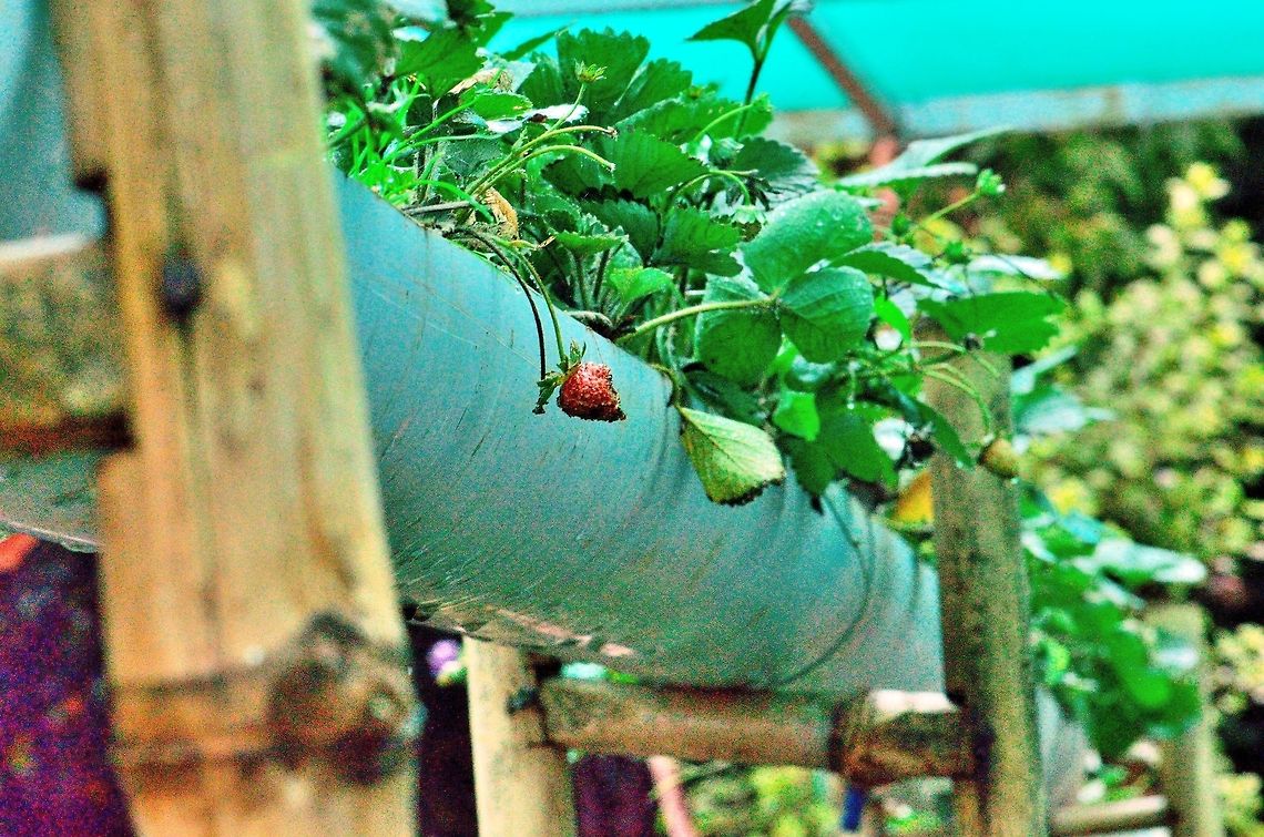 Strawberry Plantation  Fragaria  × ananassa,Garden strawberry,Geotagged,India