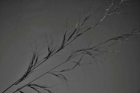 Grass work  Geotagged,India