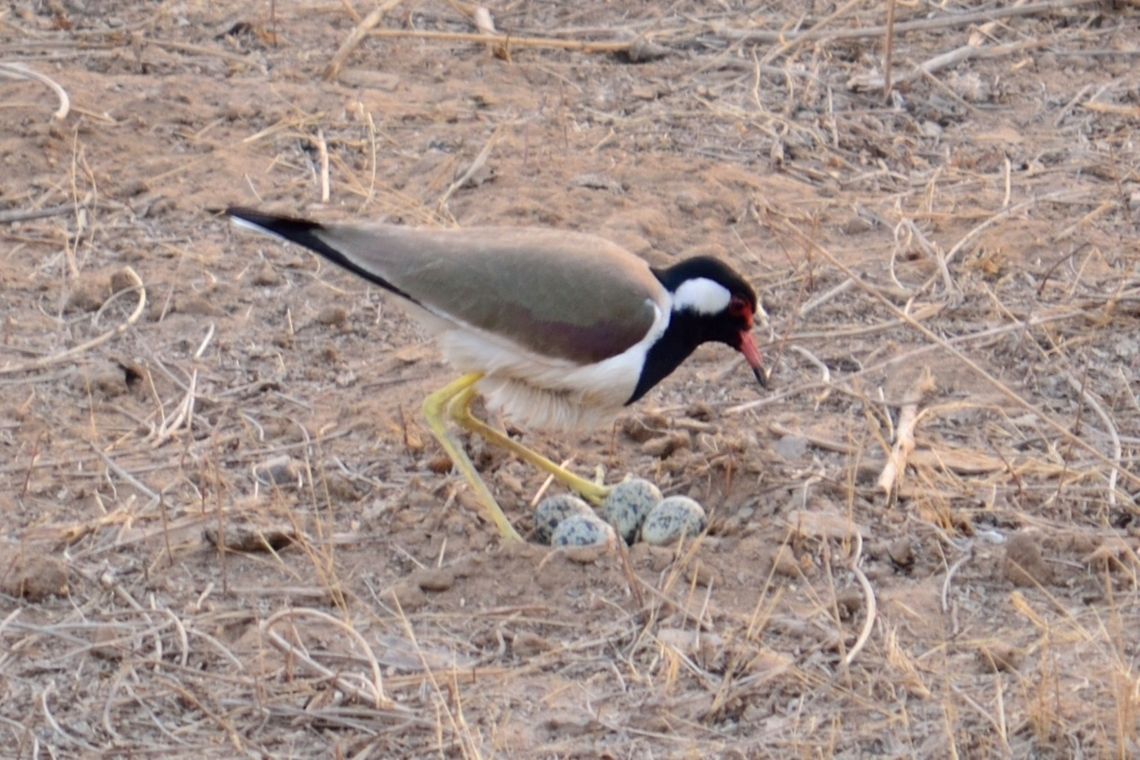 Lapwing with eggs  Geotagged,India,Red-wattled Lapwing,Vanellus indicus