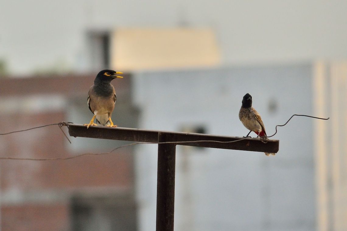 friends  Acridotheres tristis,Common Myna,Geotagged,India,Red-vented Bulbul