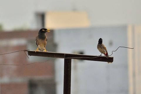 friends  Acridotheres tristis,Common Myna,Geotagged,India,Red-vented Bulbul