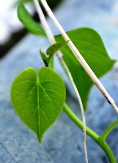 Green Heart  Geotagged,India