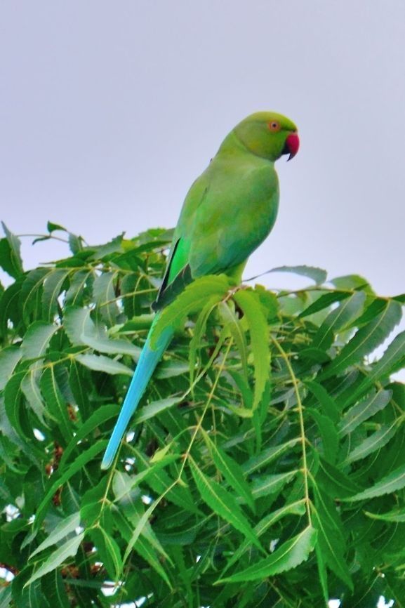 Parrot  Geotagged,India,Psittacula krameri,Rose-ringed Parakeet