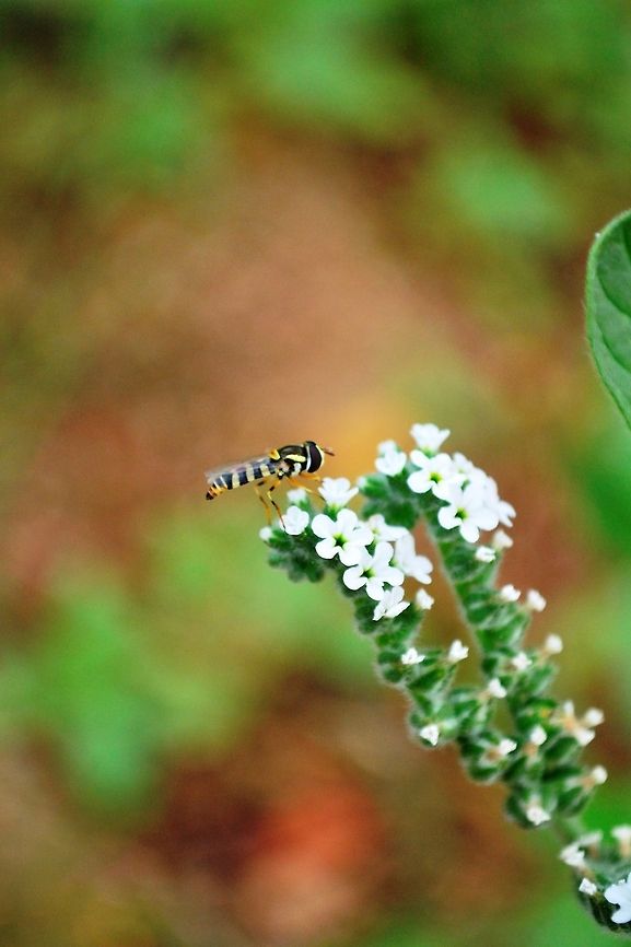 Fly on flower  Geotagged,India